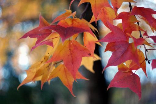 今月の草木花 カエデ - 埼玉県・新潟県で造園工事なら恒樹園
