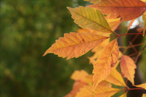 今月の草木花 カエデ - 埼玉県・新潟県で造園工事なら恒樹園