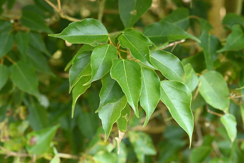 今月の草木花 カエデ - 埼玉県・新潟県で造園工事なら恒樹園